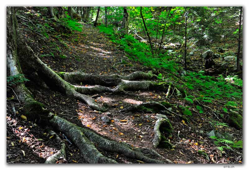 Halifax.Hemlock Ravine