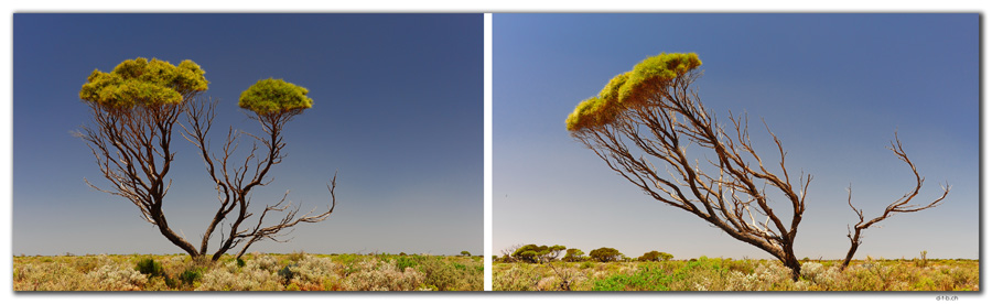 AU0919.Roe Plain.Baum.