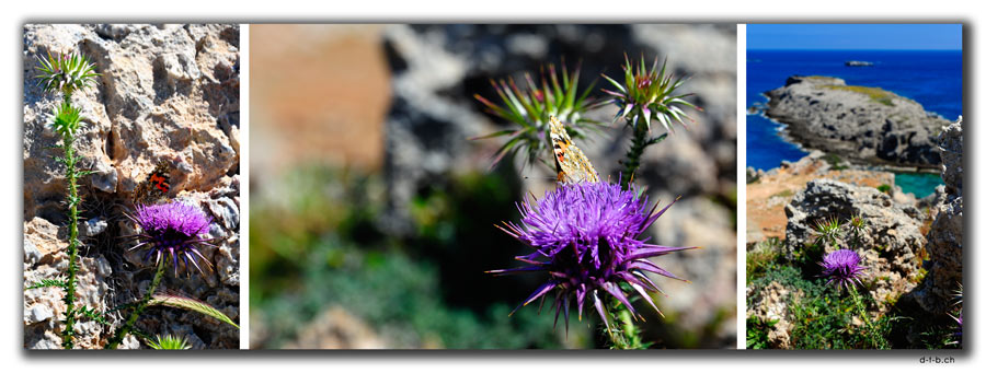 TR0584.Kap Andreas.Blumen