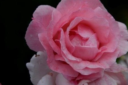L134 Rose