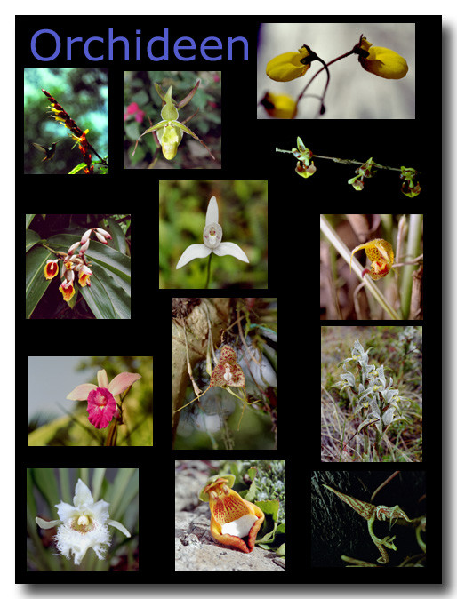 Orchideen / Orchides