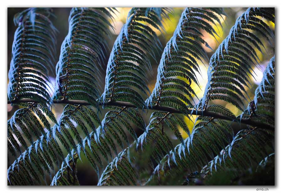 Waipoua,Silverfern