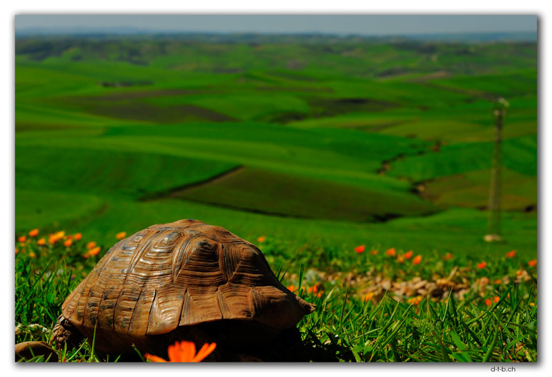 Turtle on the run