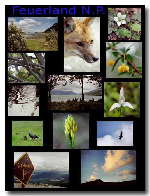 Feuerland Nationalpark / National park Tierra del Fuego