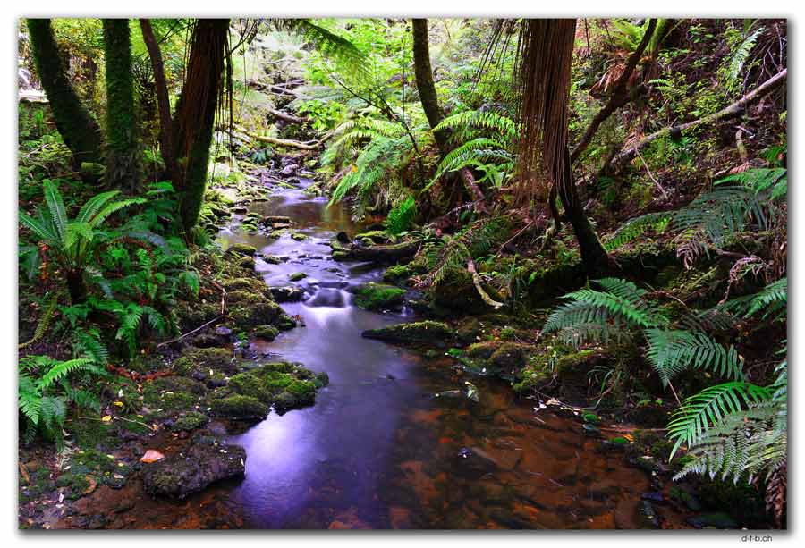 Stewart Island, Oban, Fern Gully