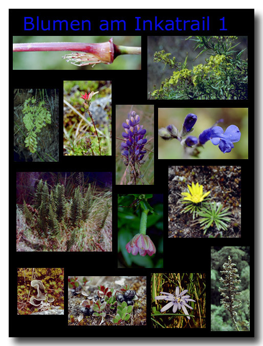 Blumen am Inkatrail 1 / Flowers on the Inka trail 1