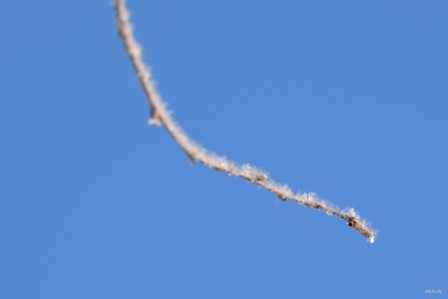 SE0004 Ästchen