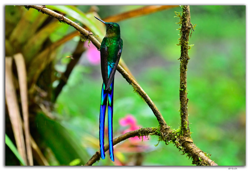 Mindo.Cotingas Bird reserve.Colibri
