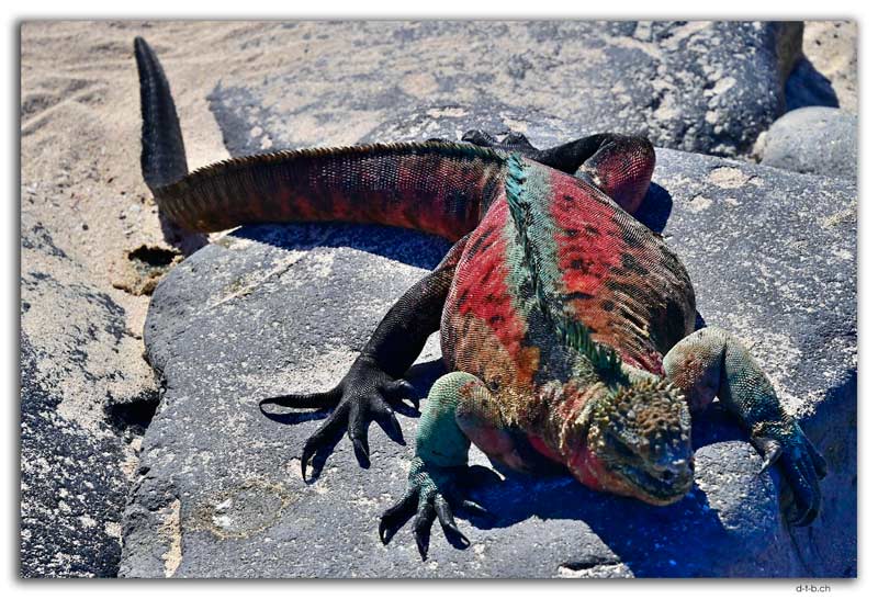 Española Island.Marine Iguana