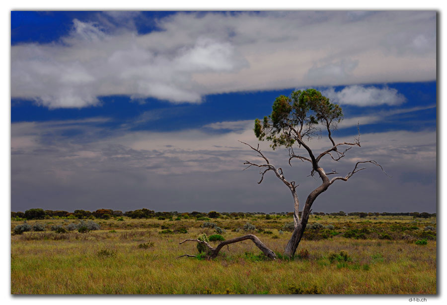 Eyre Highway, Baum