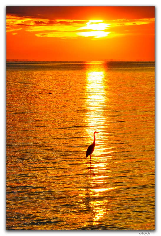 Gulf Shore