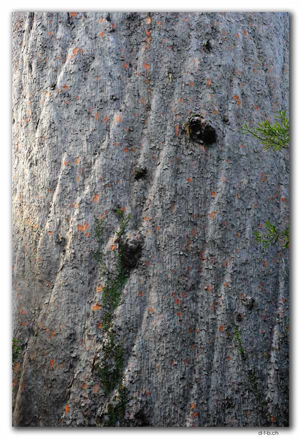 Tane Mahuta.Largest Kauri