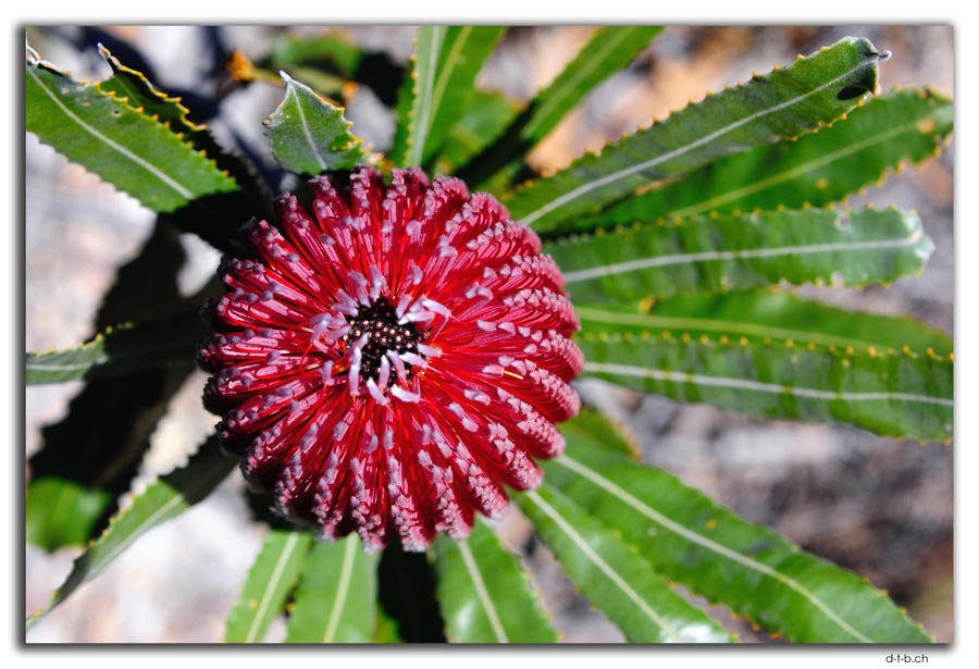 Banksia