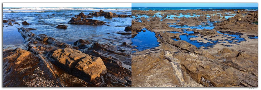 NZ0929.Curio Bay,Petrified Forest