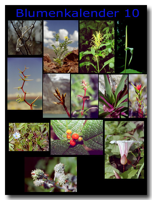 Blumen 10 / Flowers 10
