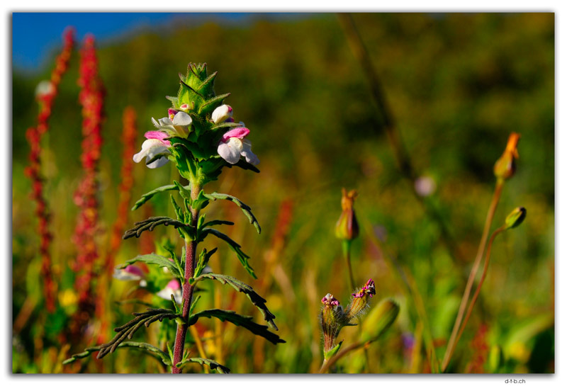 Lagos.Flower in the Cliffs