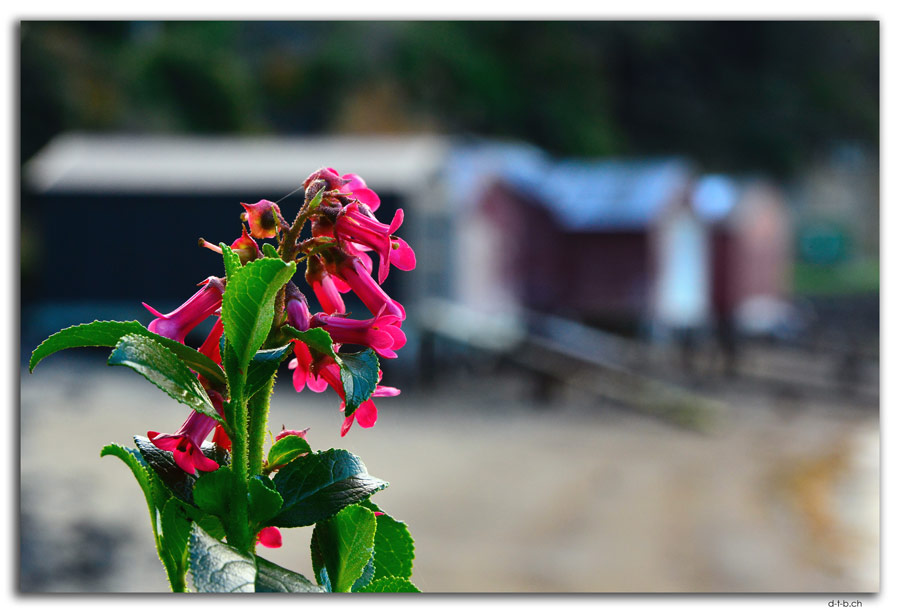 Stewart Island, Oban, Boat sheds