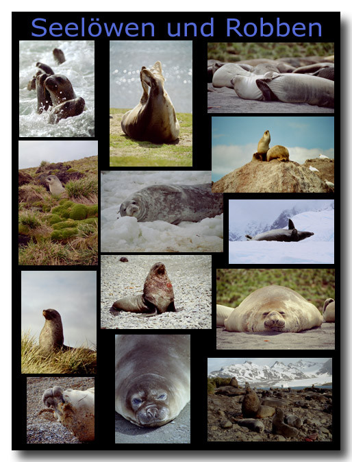 Seelöwen und andere Robben / Sealions and other seals