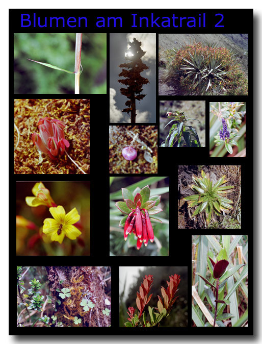 Blumen am Inkatrail 2 / Flowers on the Inka trail 2