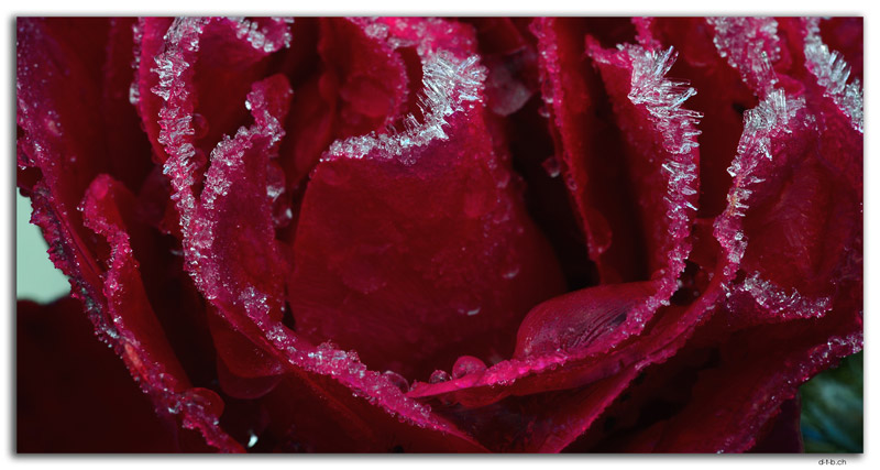 Frost auf Rose