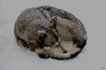 SE0013 Huskyrolle