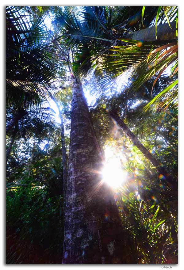 Waipoua, Kauri