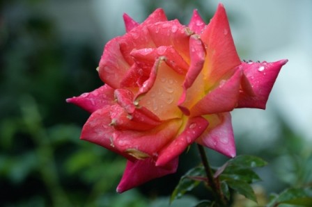 L131 Rose