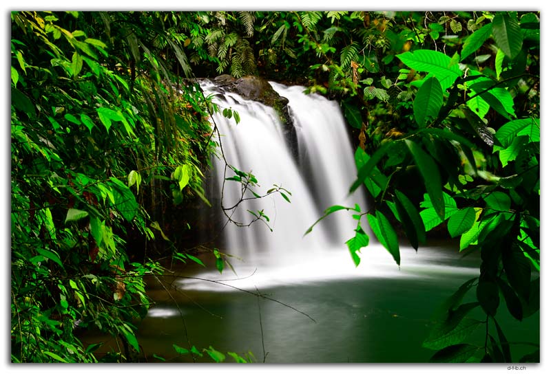 Cascada Helechos