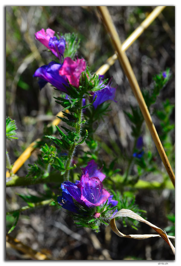 Blume in der Nullarbor