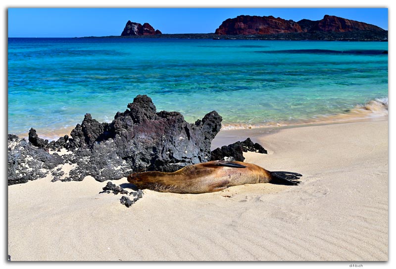 Santiago Island.Sea Lion