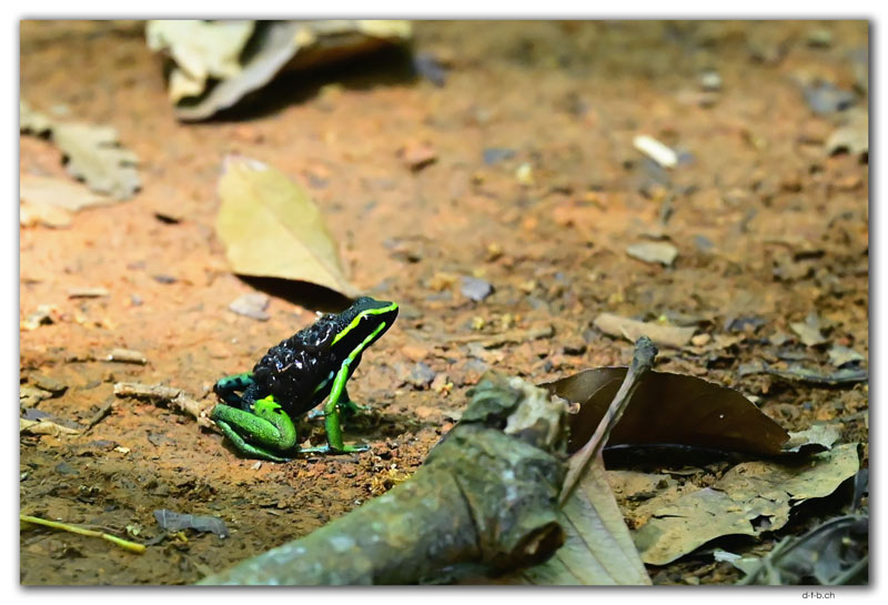 Brownsberg N.P.Frog with Tadpoles