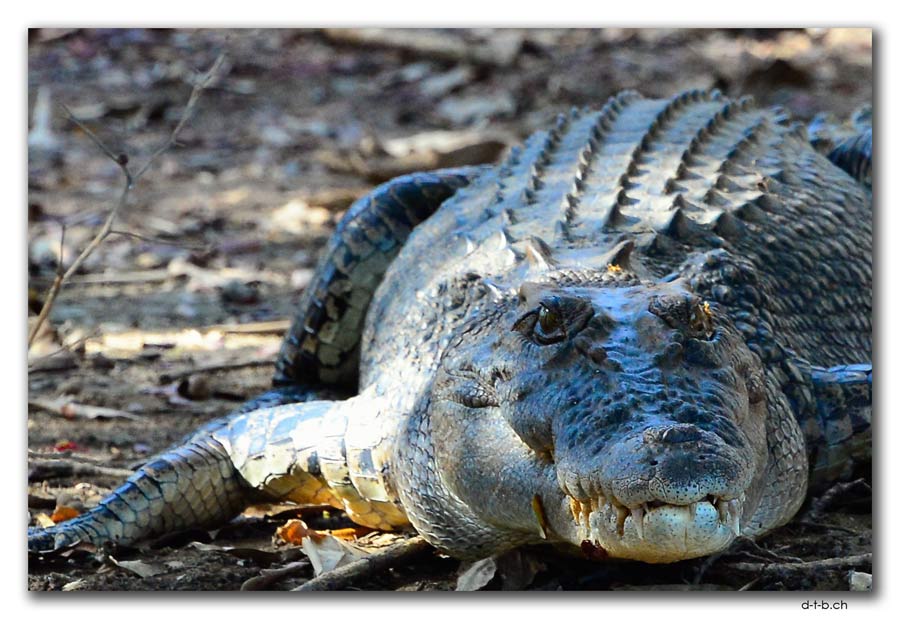 Croc at Corroboree Billabong
