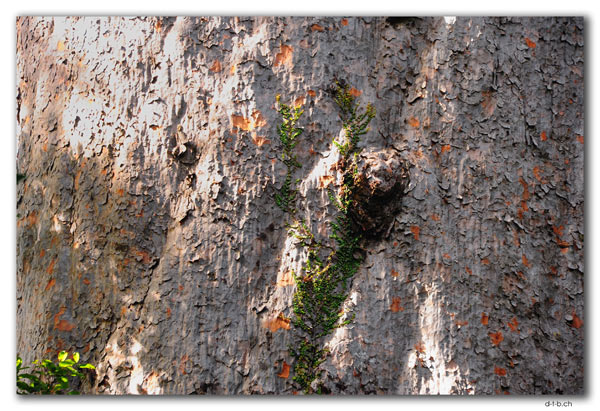 Tane Mahuta. Grösster Kauri