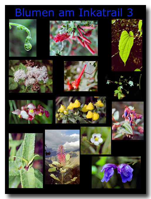 Blumen am Inkatrail 3 / Flowers on the Inka trail 3