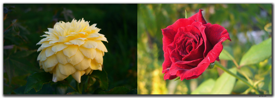 IR0022.Abbas Abad.Blumen