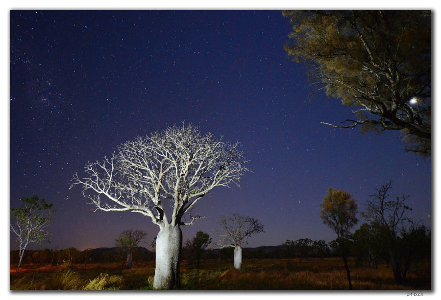 Boab Baum