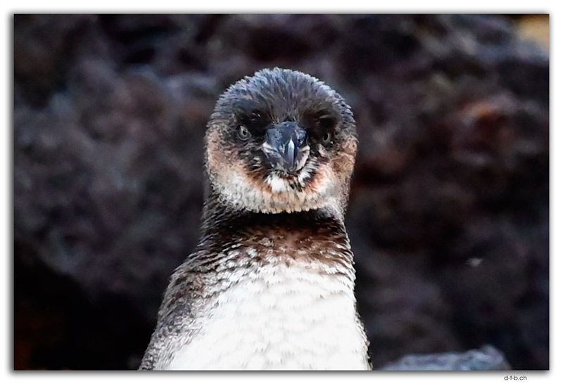 Bartolomé Island.Galapagos Penguin