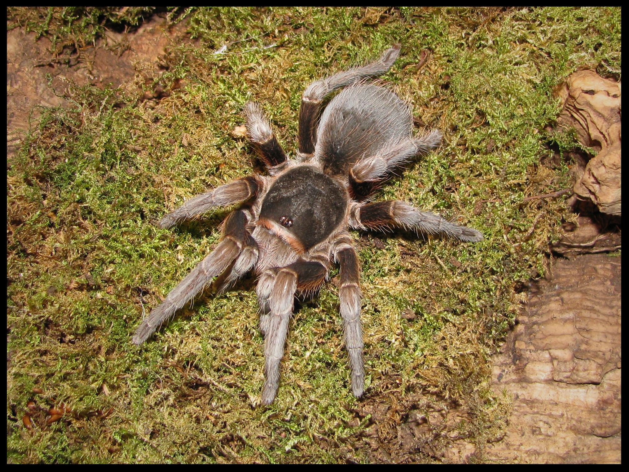 0.1 Acanthoscurria suina