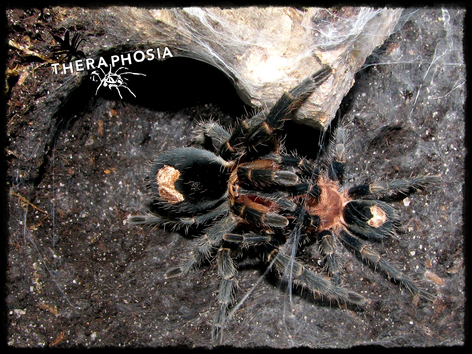 1.1 Cyriocosmus sp. Rio Nanay