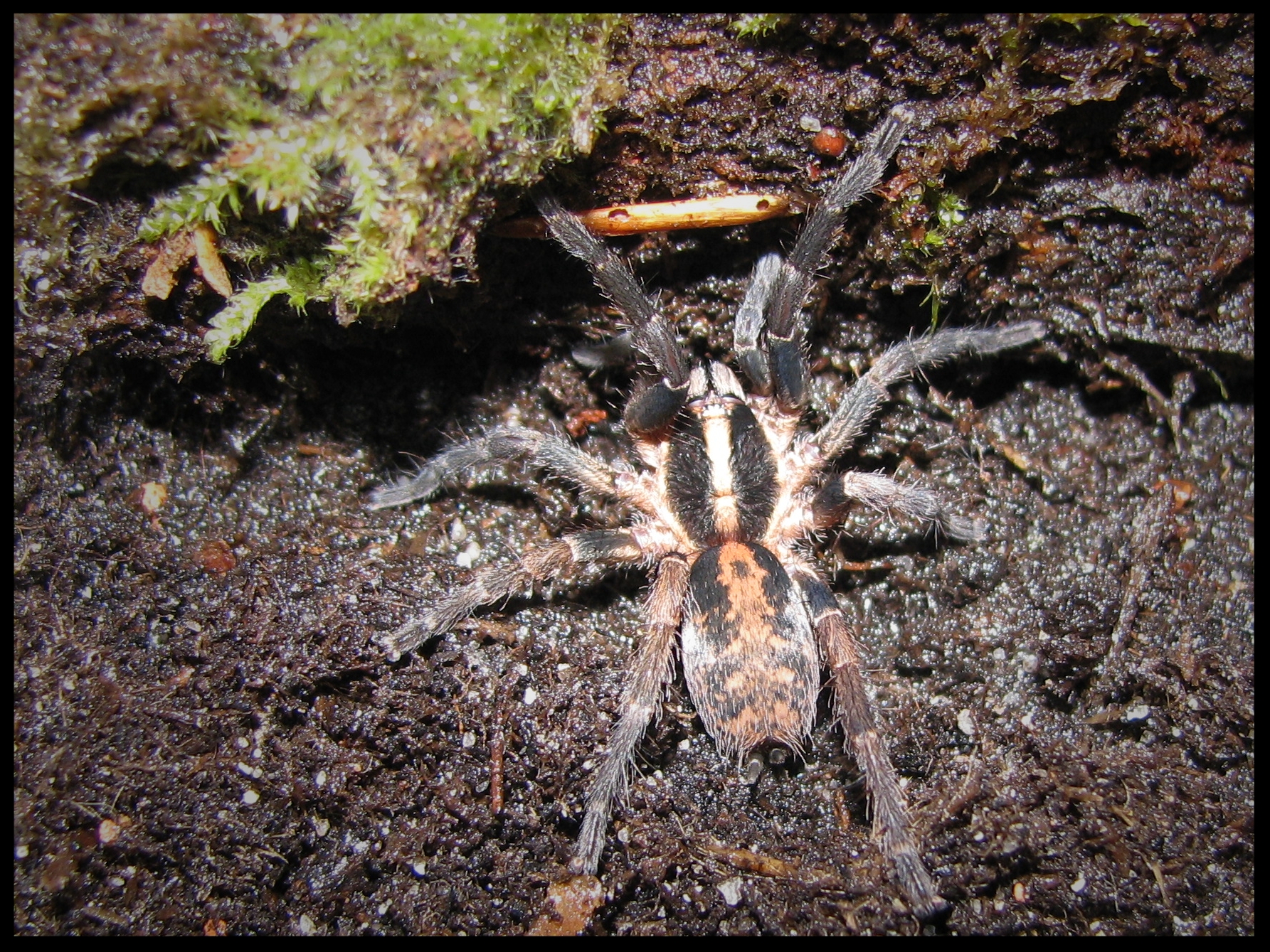 0.1 Trichopelma sp. Columbia