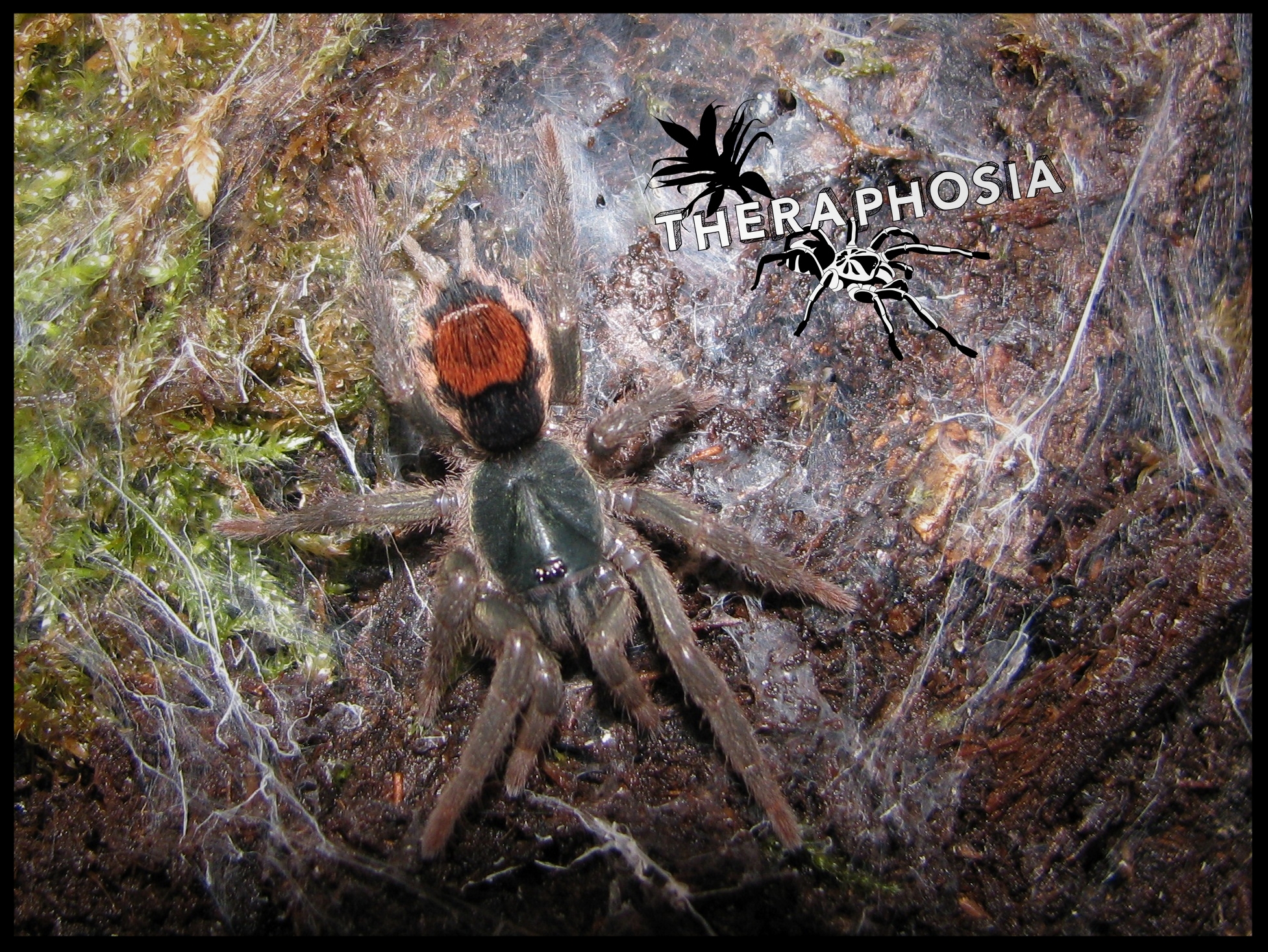 0.1 Neostenotarsus sp. Suriname