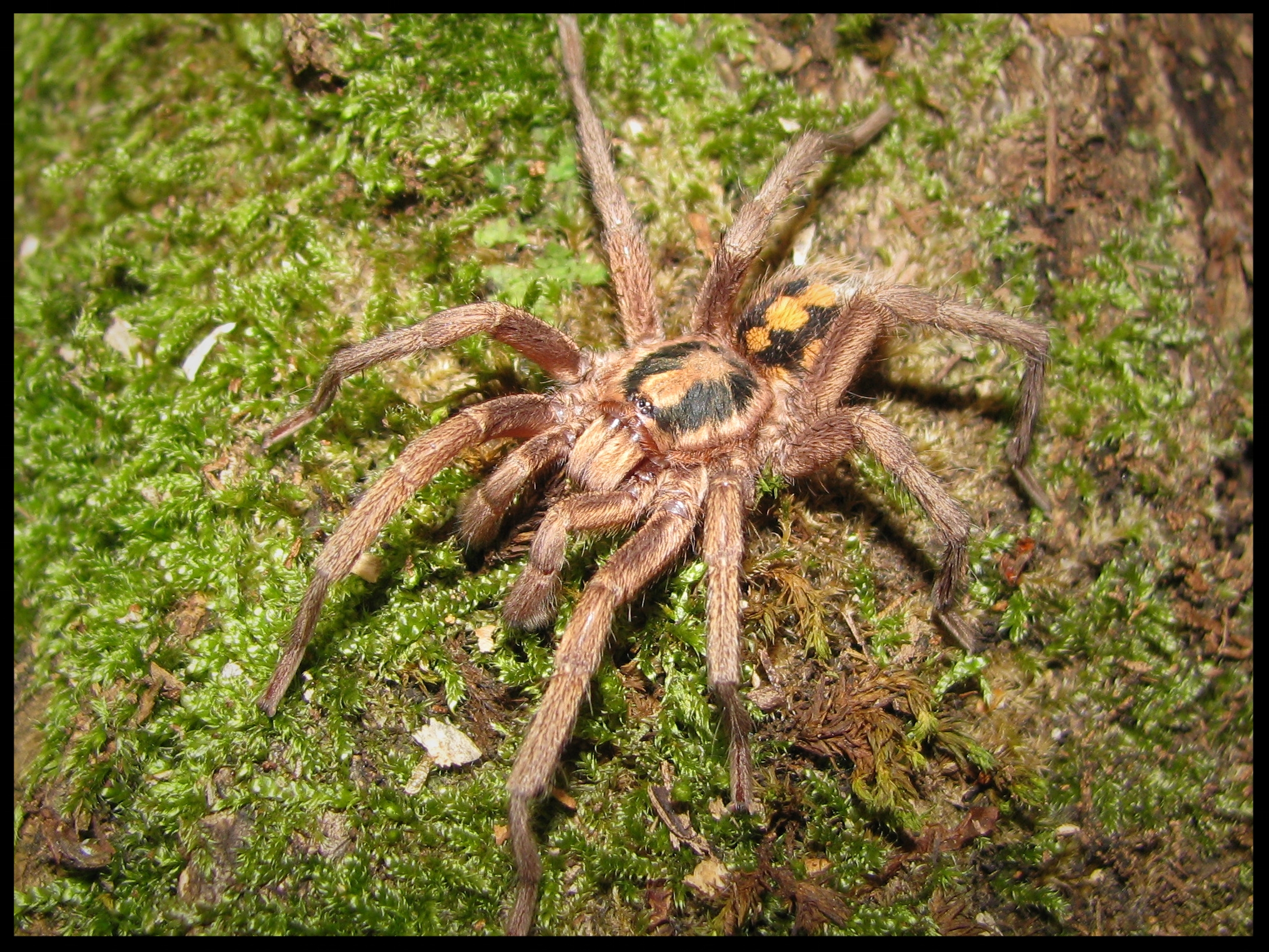 1.0 Hapalopus sp. groß