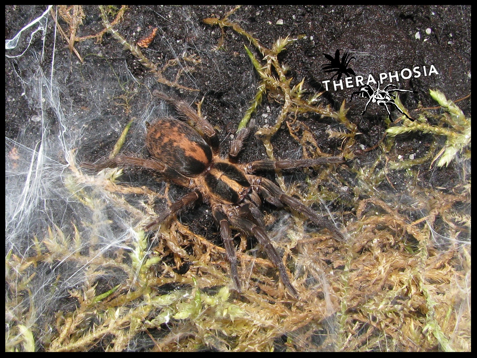 0.1 Trichopelma sp. Columbia