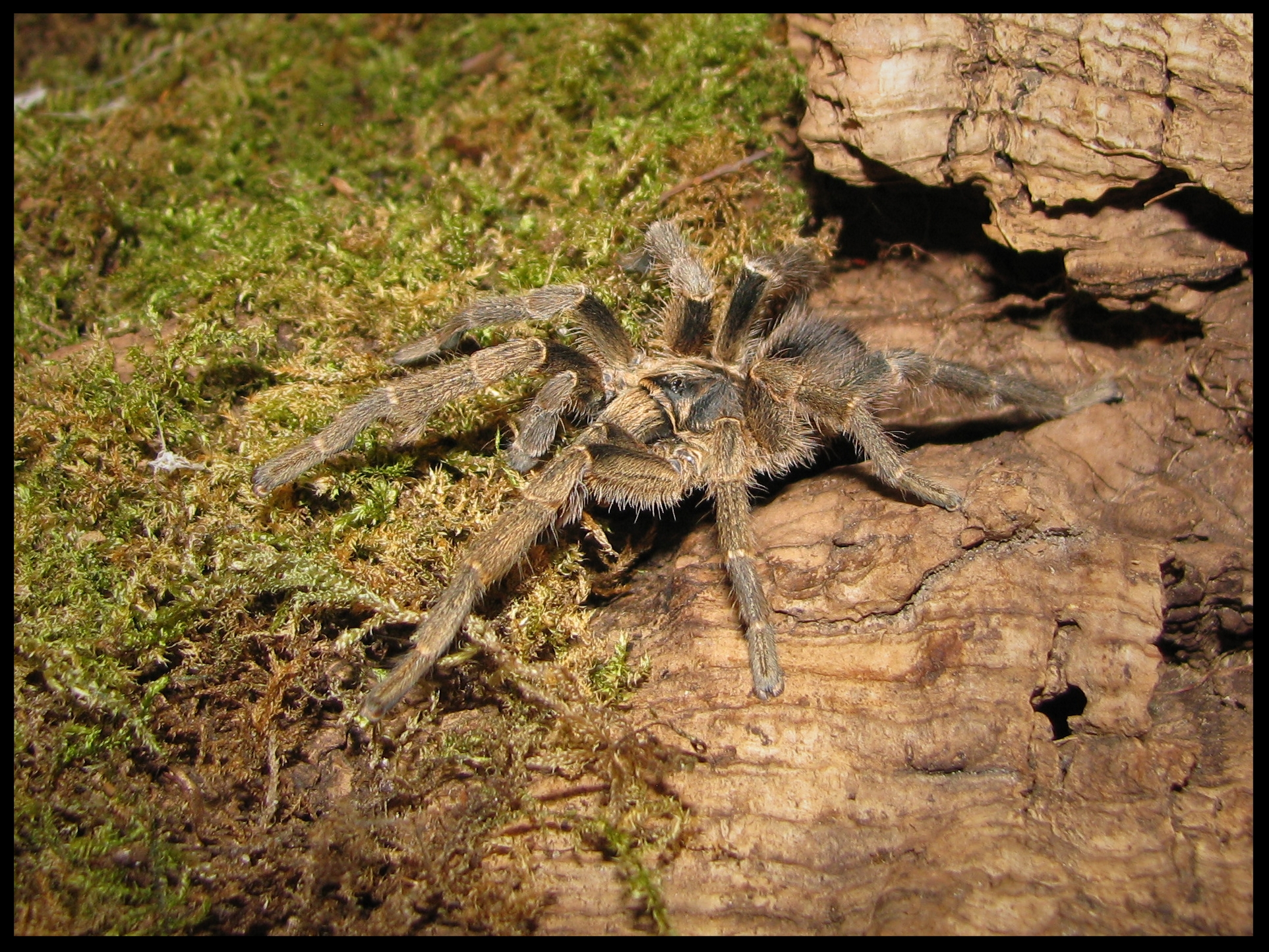 1.0 Eucratoscelus pachypus