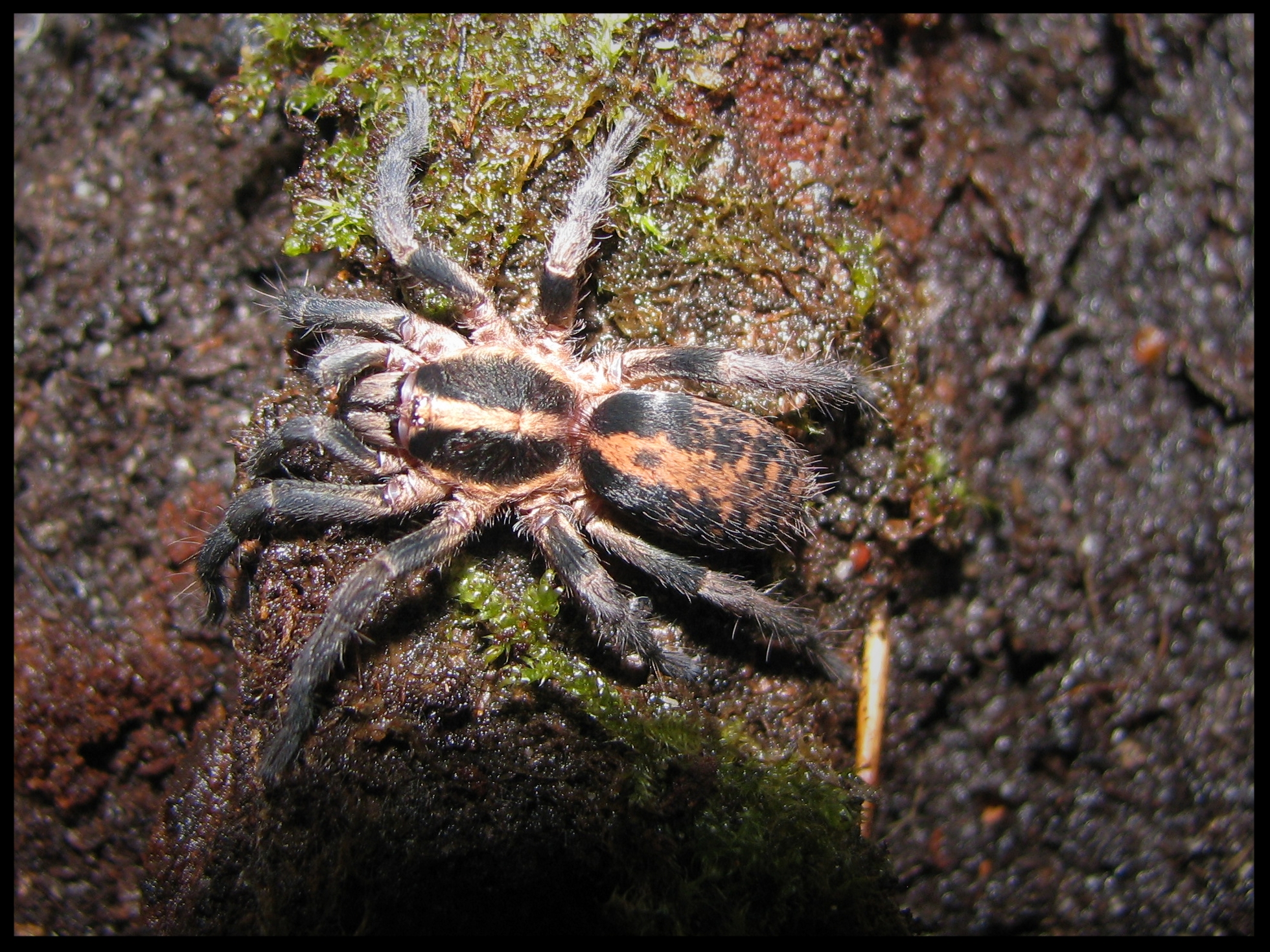 0.1 Trichopelma sp. Columbia