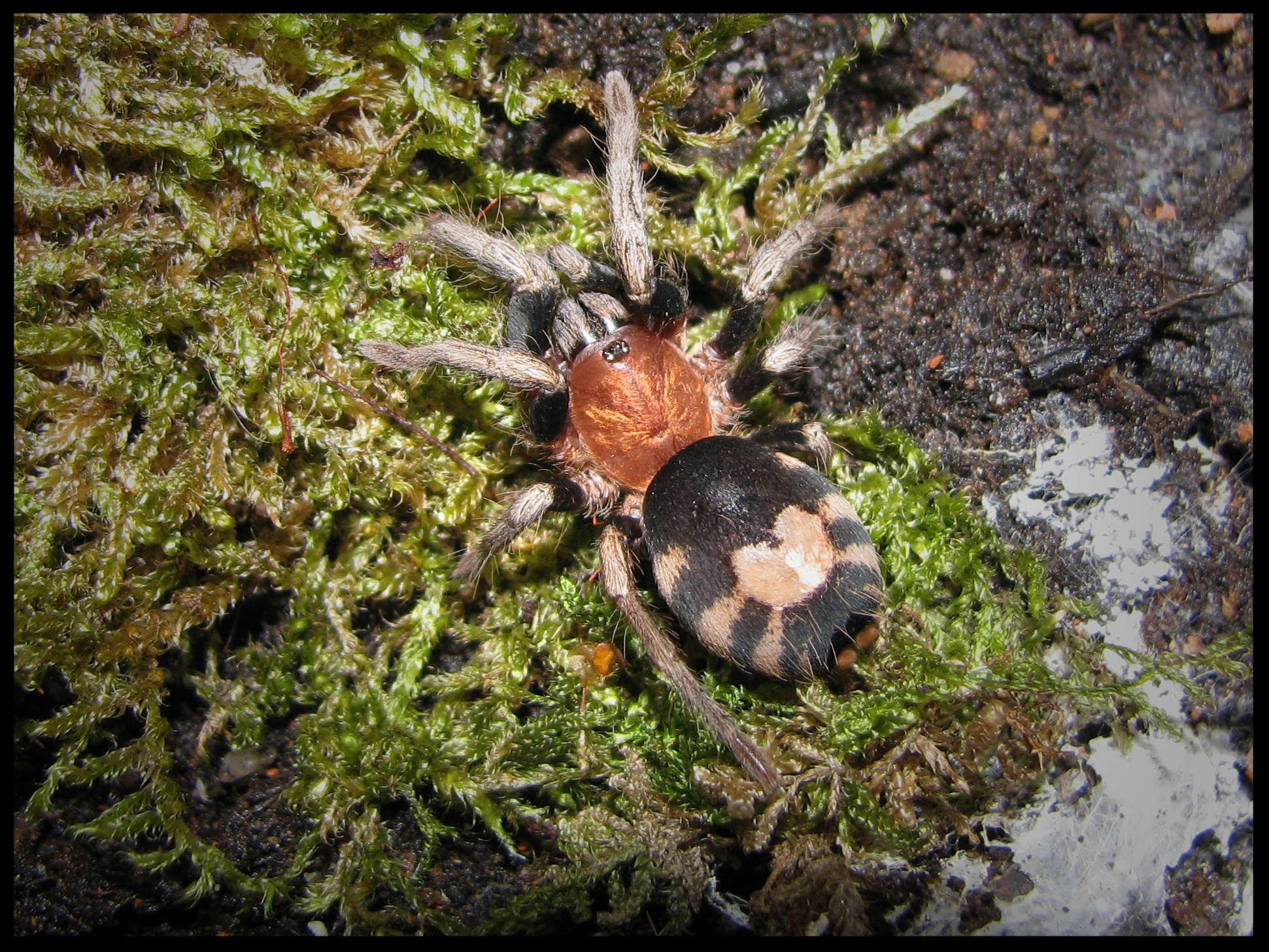 0.1 Cyriocosmus venezuelensis