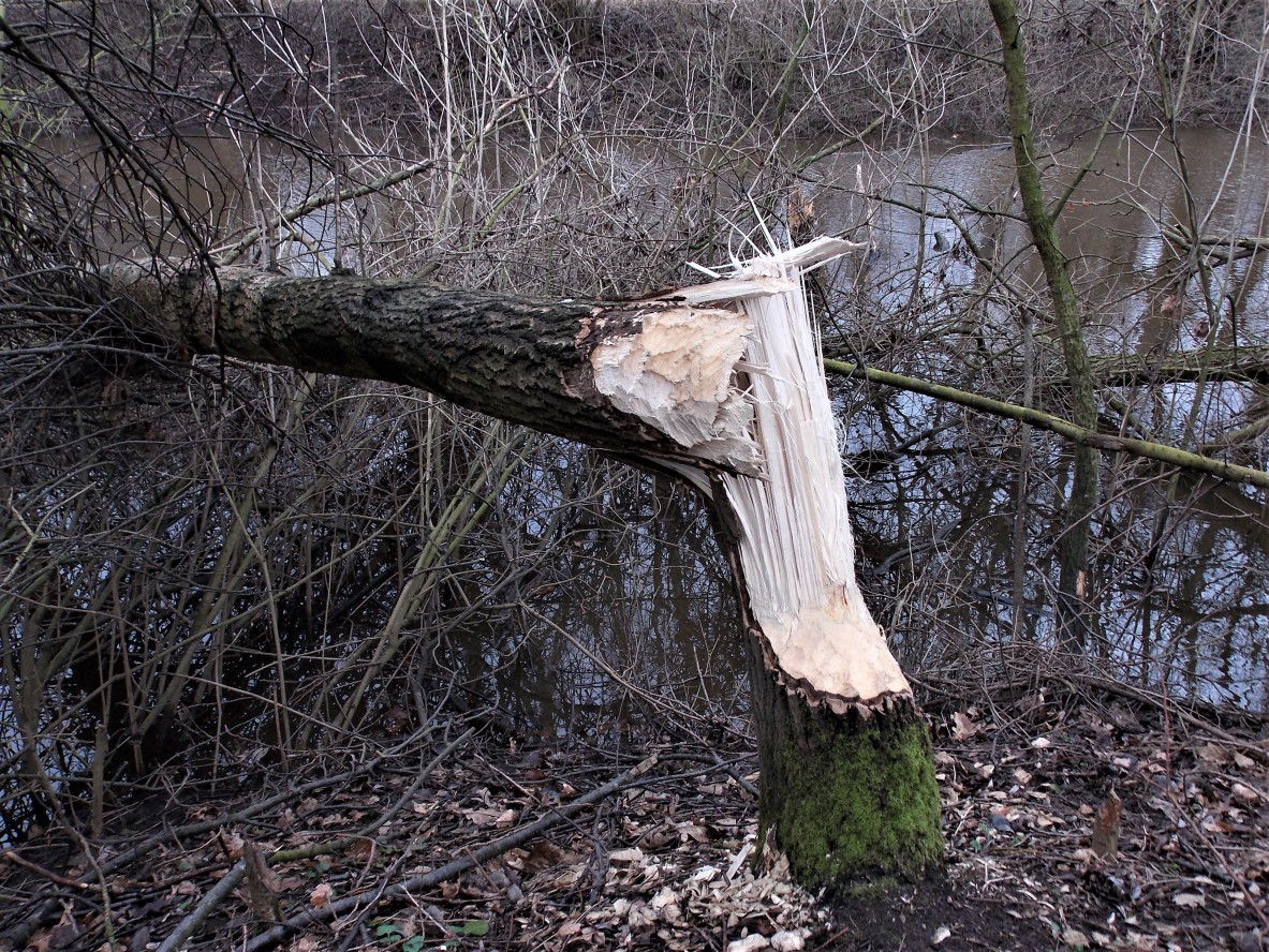 Baum gefällt - Müden