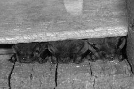 Zwergfledermäuse (Pipistrellus pipistrellus) in einem Spaltenquartier unter der Holzverkleidung eines Hauses. Aufgrund heißer Witterung sind die Tiere sind während des Tages an den Rand der Spalte gekrochen, um sich abzukühlen.   Foto: NABU, Klaus Bogon.