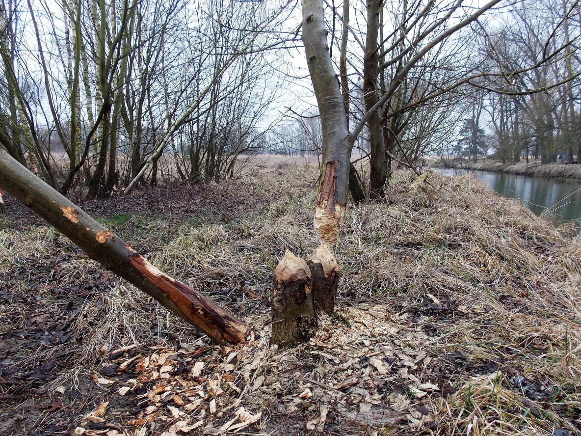 Bäume gefällt - Meinersen