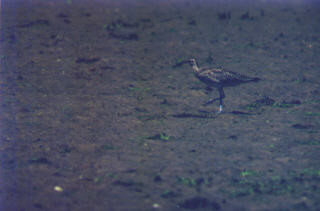 Regenbrachvogel